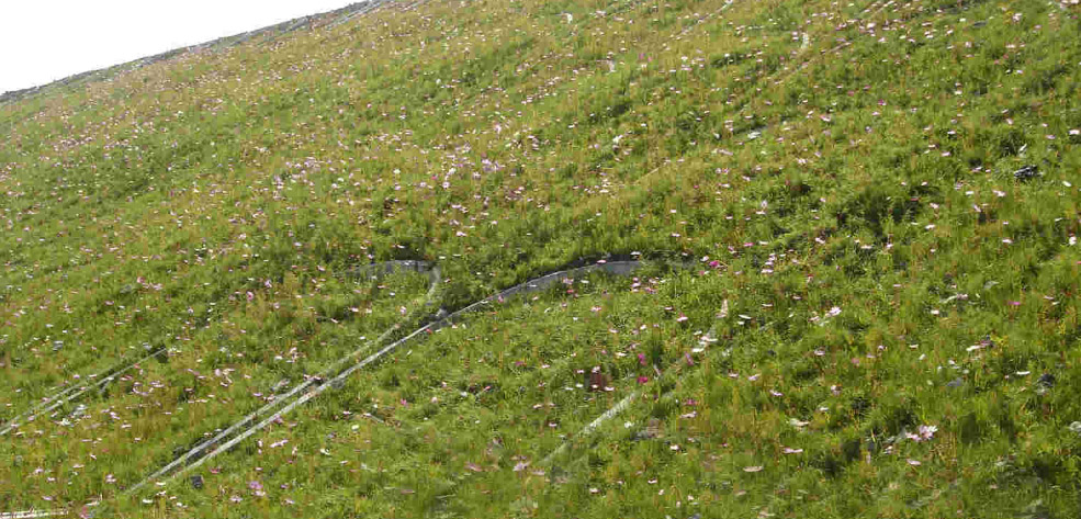 生態(tài)護坡植被